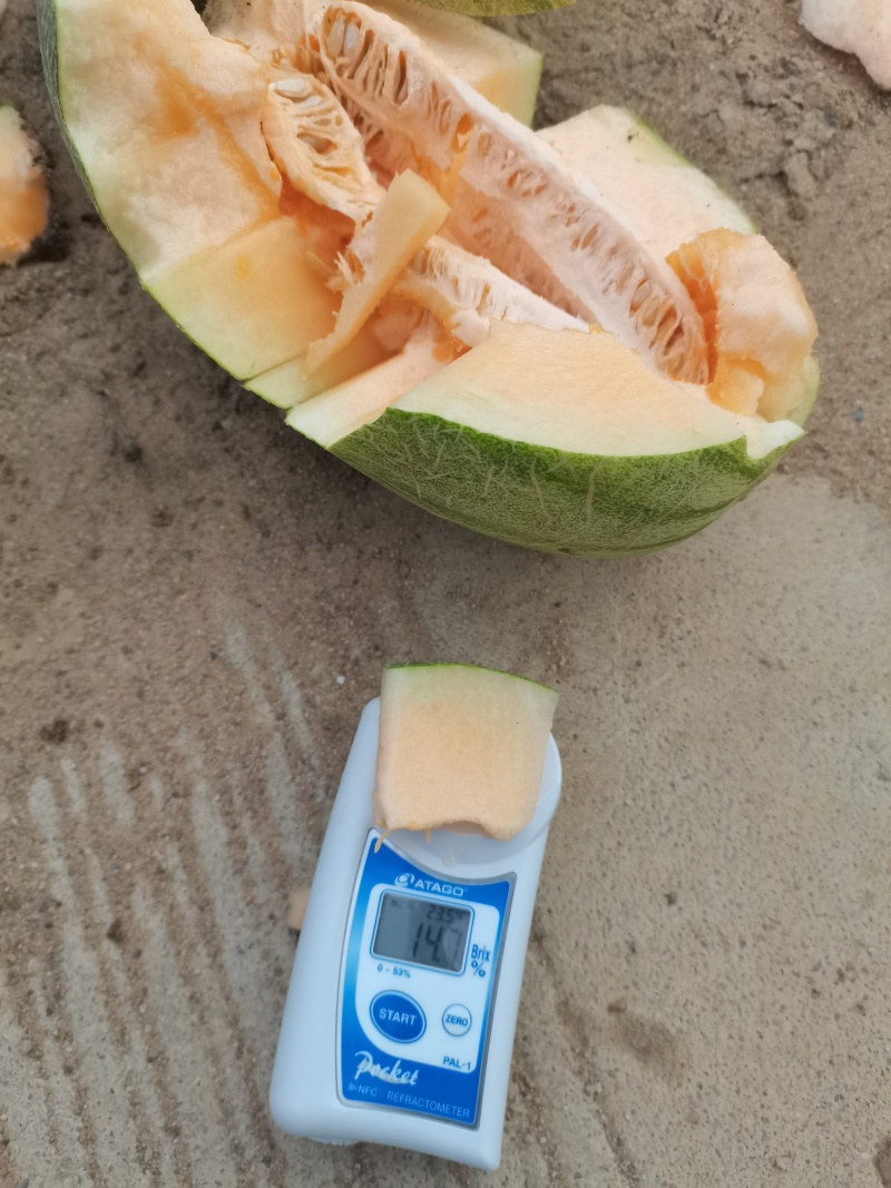 海南晓密大量现货皮毛靓糖度高品质严选
