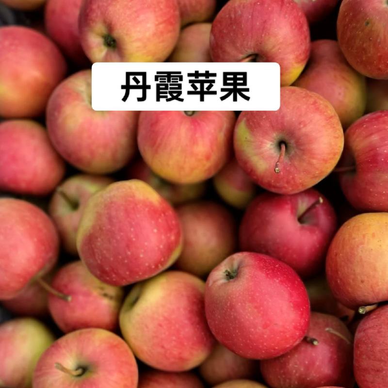 丹霞苹果开始大量摘了