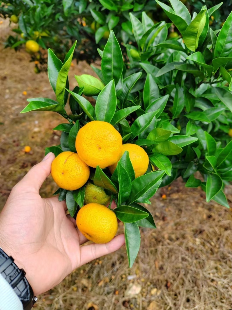 南丰蜜橘