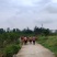 铜梁无花果果园转让