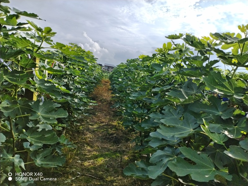 铜梁无花果果园转让