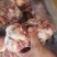 超满肉大棒骨