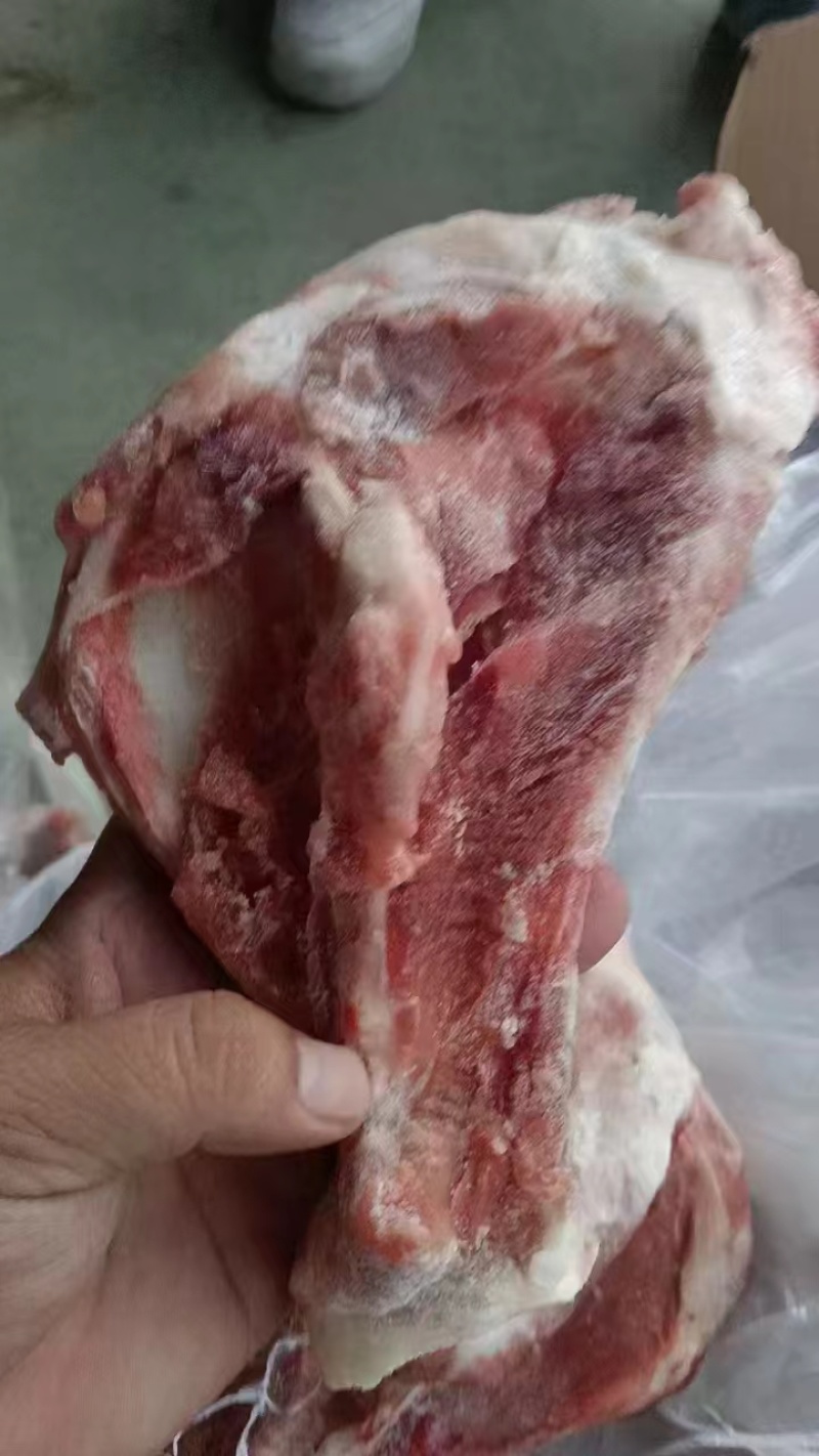 扇子骨