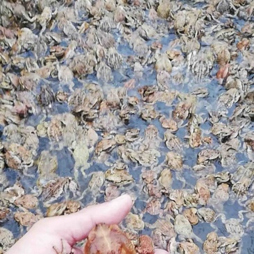 活体蟾蜍可协助办理特种养殖许可证中华蟾蜍