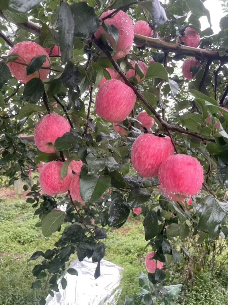 昭通新世纪苹果，大量上市，代发代收全国，欢迎对接
