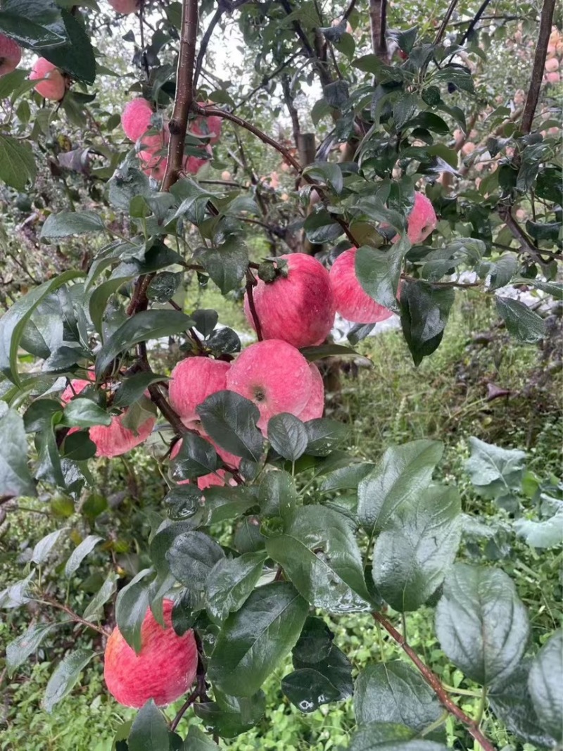 昭通新世纪苹果，大量上市，代发代收全国，欢迎对接
