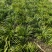 安徽大别山优质石菖蒲苗，产量高，3年大苗容易存活
