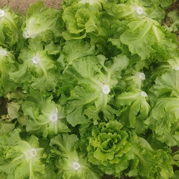 精品生菜意大利生菜
