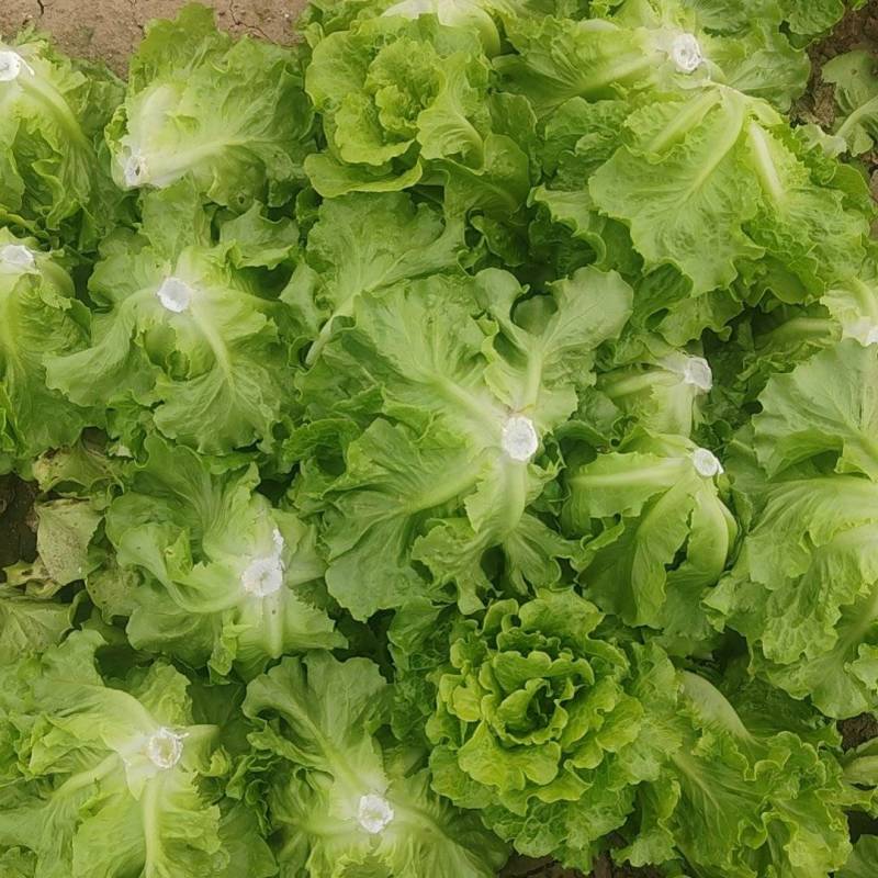 精品生菜意大利生菜