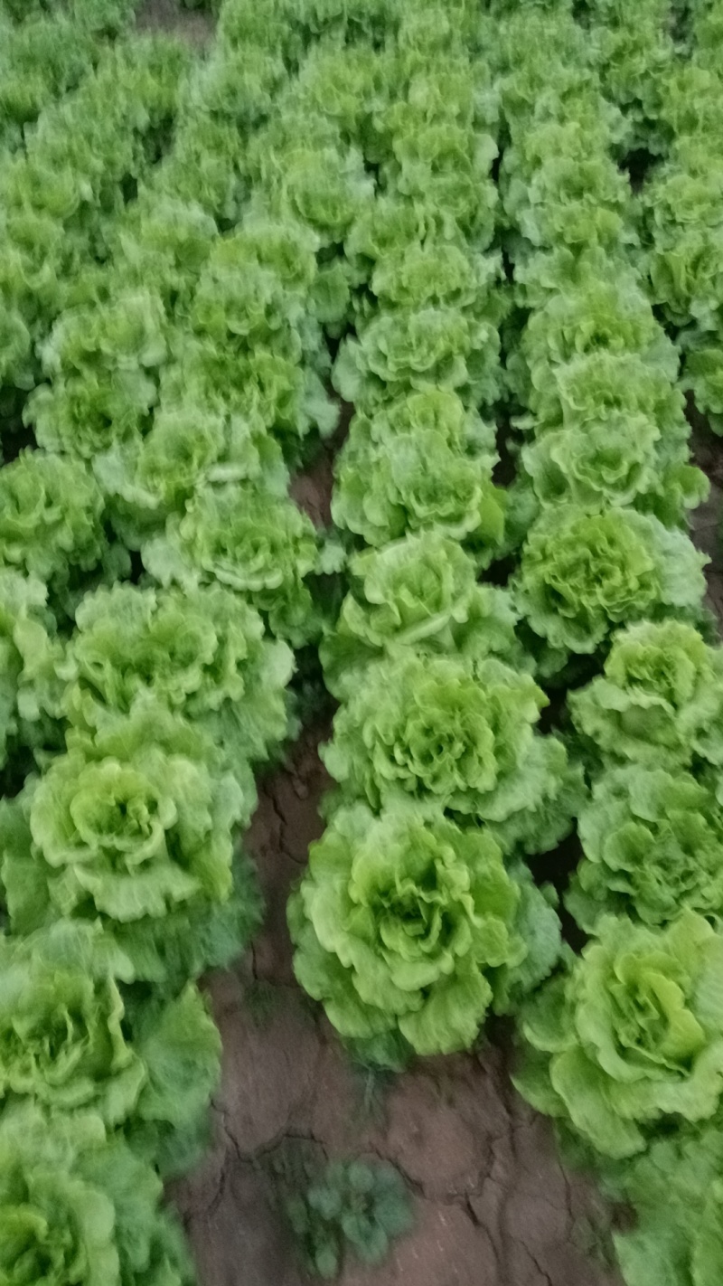 精品生菜意大利生菜