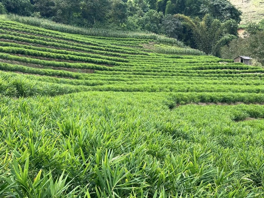 图片说明:山姜种植基地实景航拍,可见山坡林间成片种植,生态自然 山姜种植基地航拍图