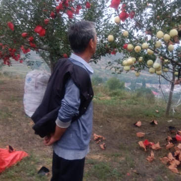 通渭山地富土鲜果预售