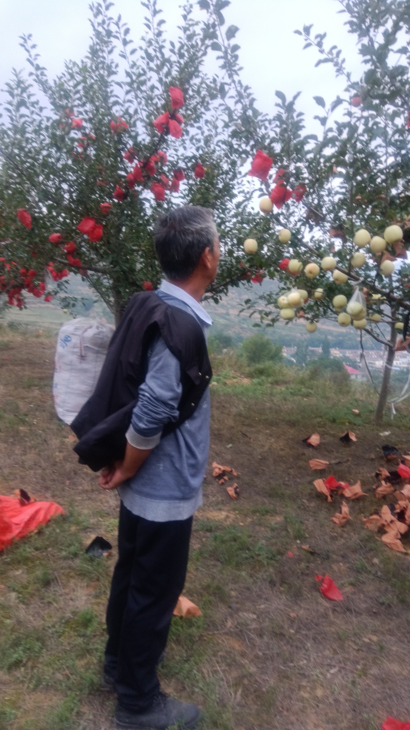 通渭山地富土鲜果预售