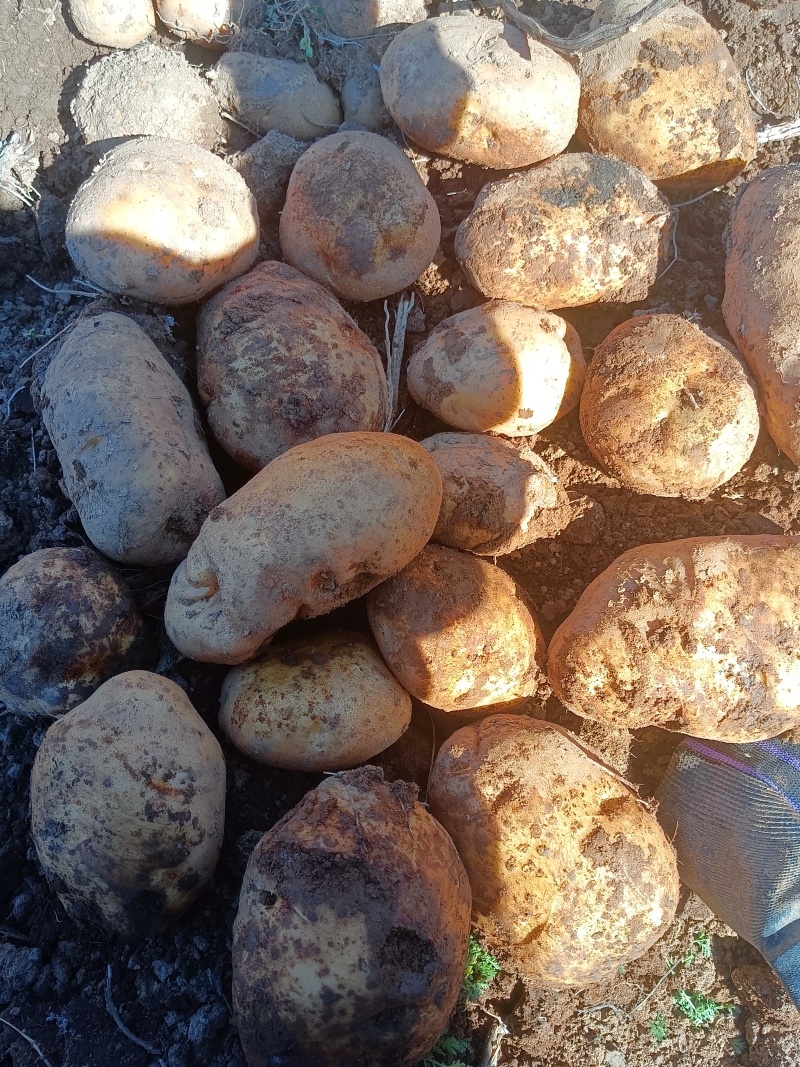 平顺无污染的土豆，使用农家肥，现挖土豆。已售完