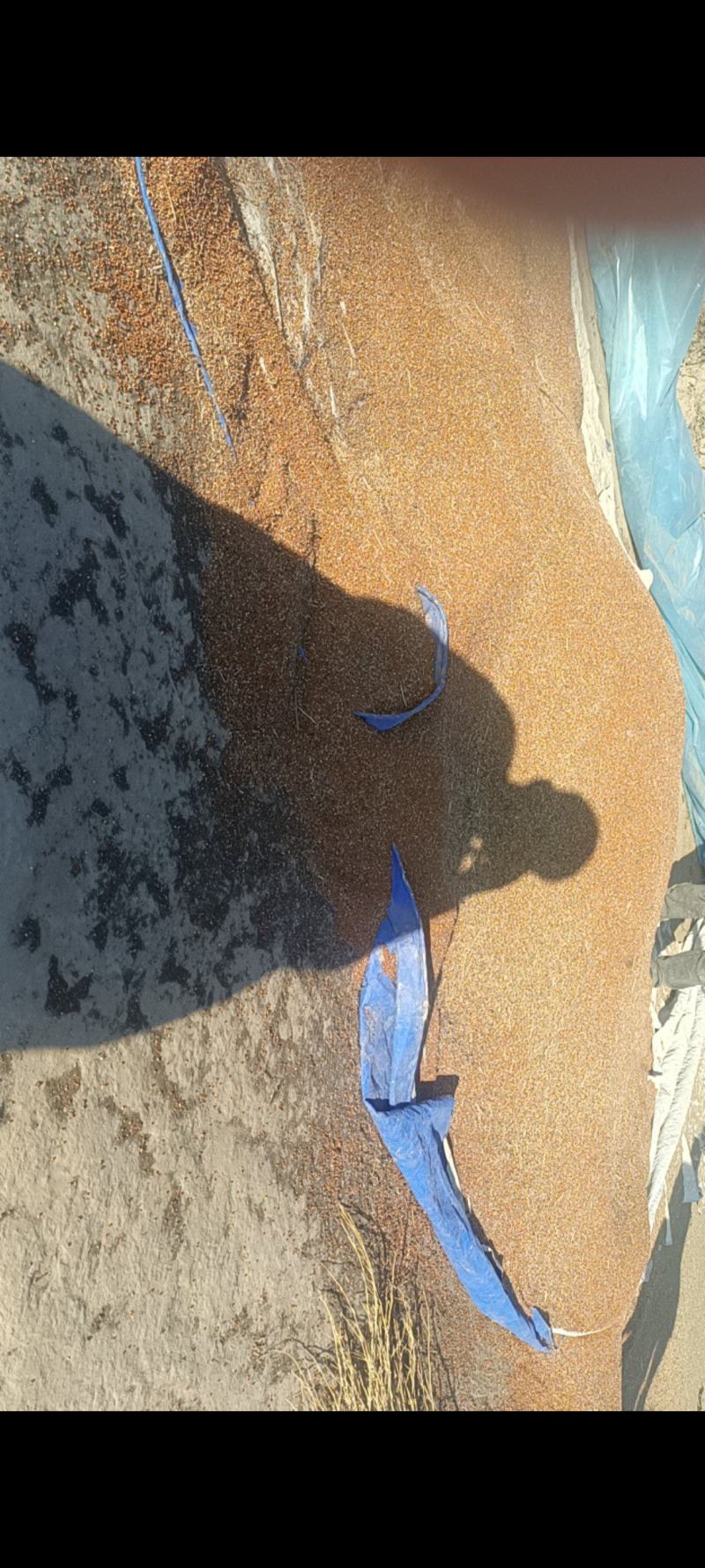 黍子