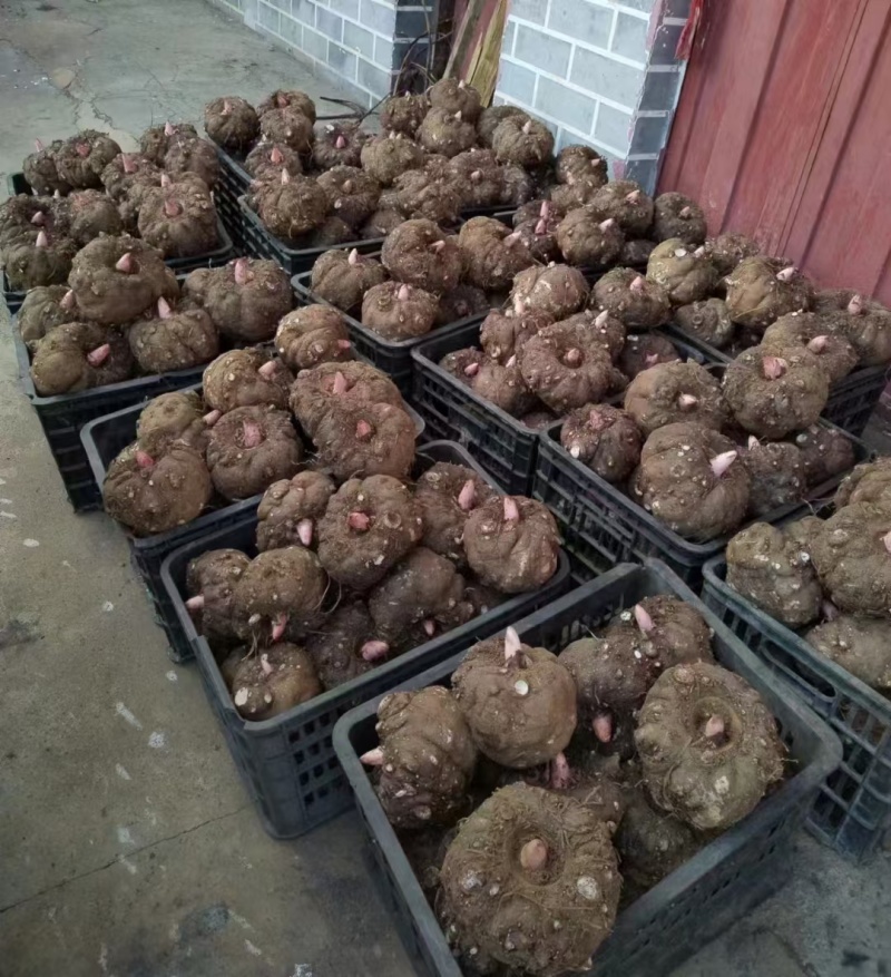 贵州魔芋基地大量出售优质豆腐魔芋，重大从优，欢迎咨询
