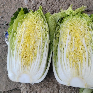 【矮颗白菜】标准3-4-5斤黄心大白秋季腌菜泡白菜