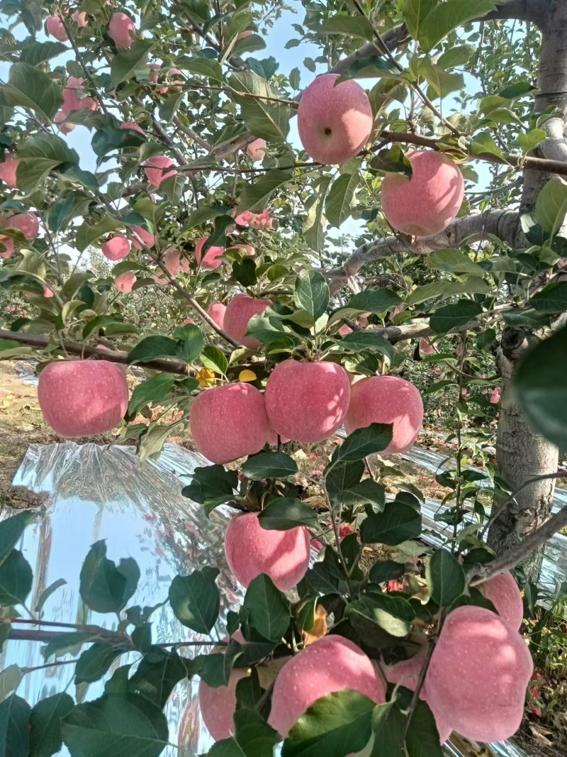 长期代办各种优质苹果，帮果农代销，帮客户代收，原产地一手
