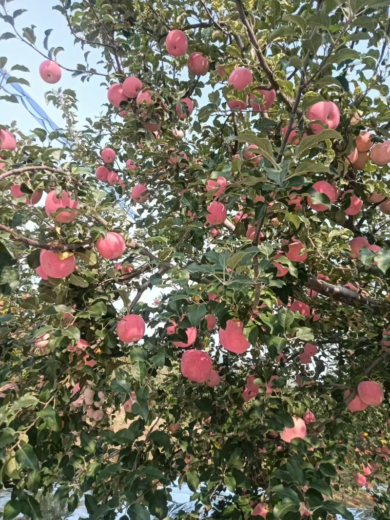 长期代办各种优质苹果，帮果农代销，帮客户代收，原产地一手