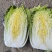 【矮颗白菜】标准3-4-5斤黄心大白秋季腌菜泡白菜