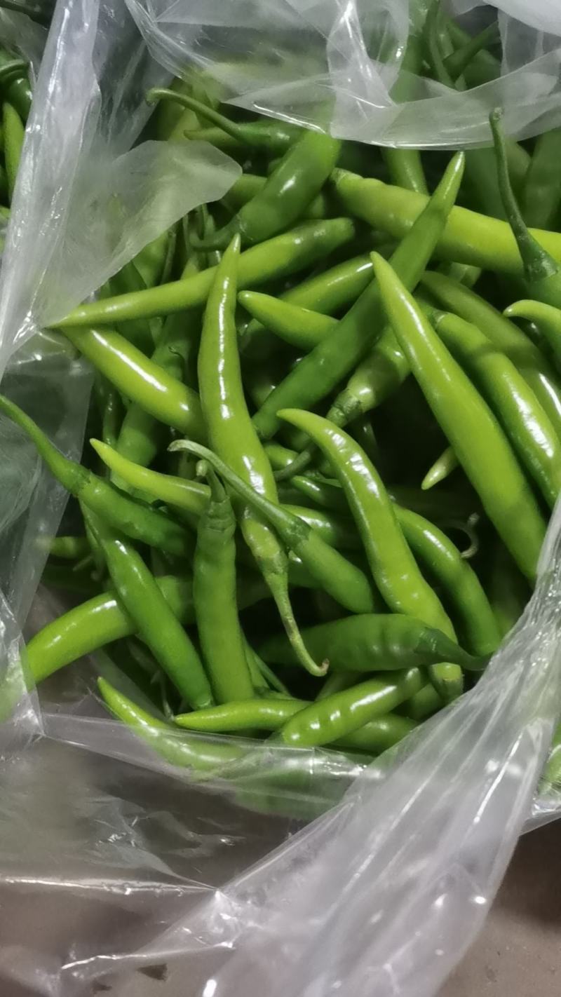 辽宁绥中杭椒大量上市0.5元