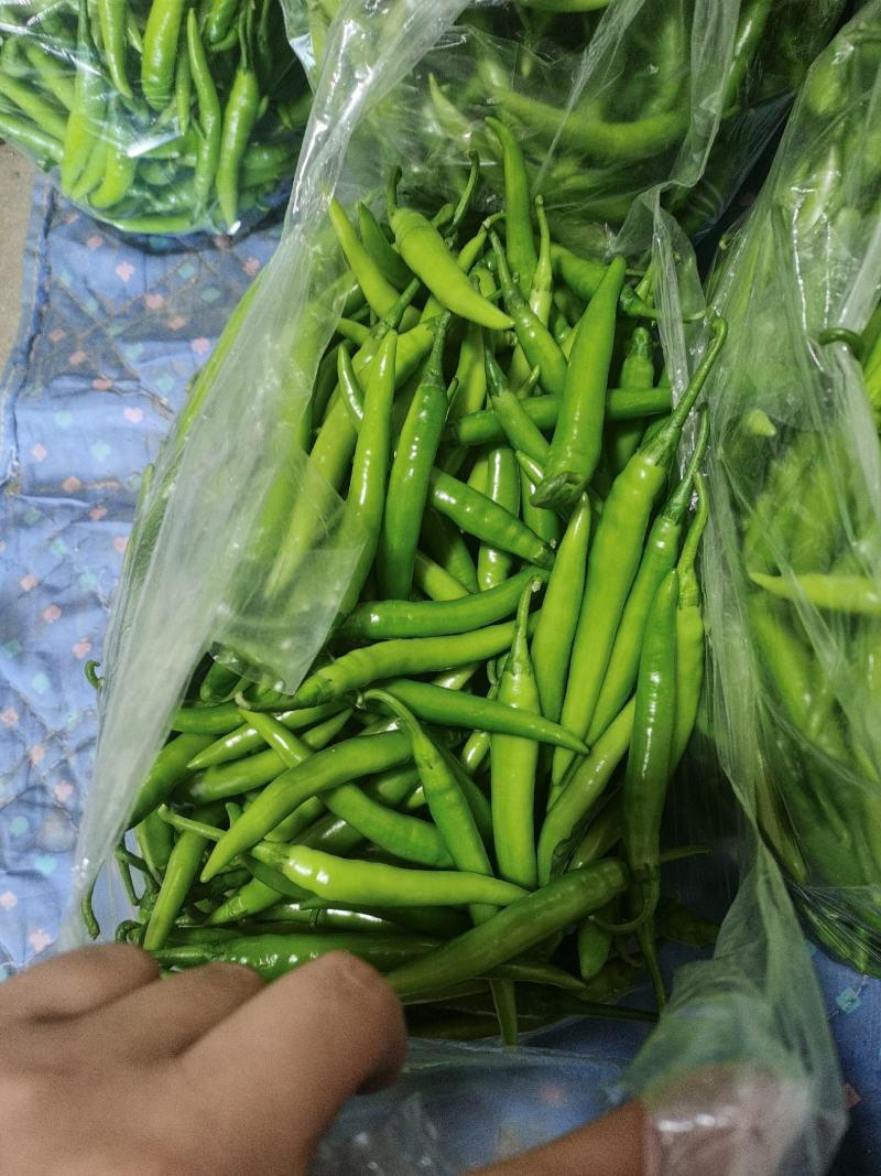 辽宁绥中杭椒大量上市0.5元