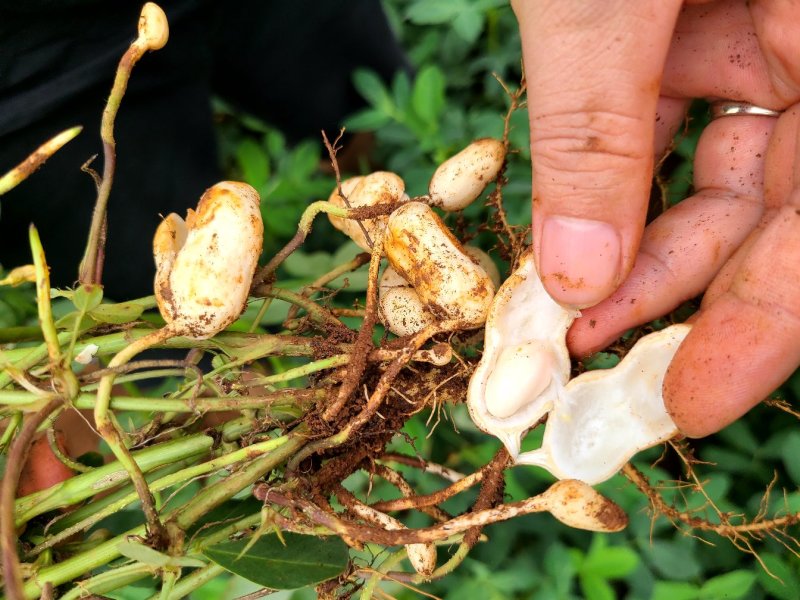 鲜花生红皮鲜花生新鲜采摘