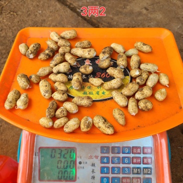 鲜花生红皮鲜花生新鲜采摘