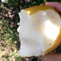 晚秋黄梨小梨现摘现卖耐储存耐运输