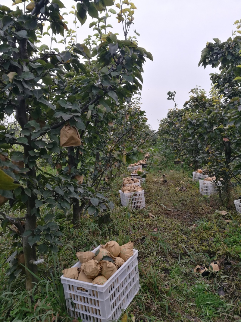 晚秋黄梨小梨现摘现卖耐储存耐运输