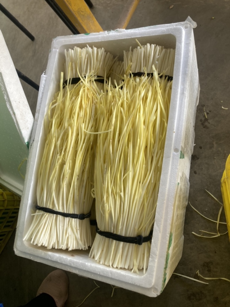 韭黄，不是蒜黄，品质保证诚信经营，欢迎选购