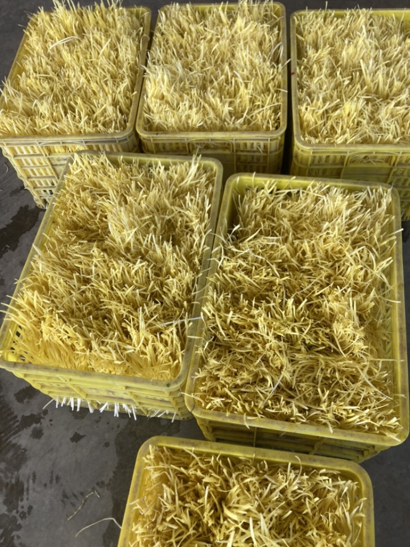 韭黄，不是蒜黄，品质保证诚信经营，欢迎选购