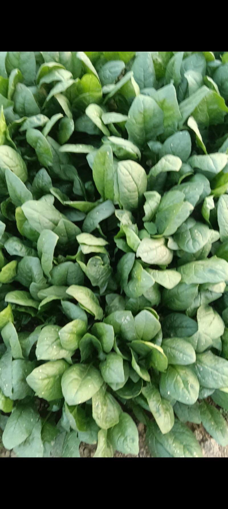 菠菜大量上市，需要的老板联系我