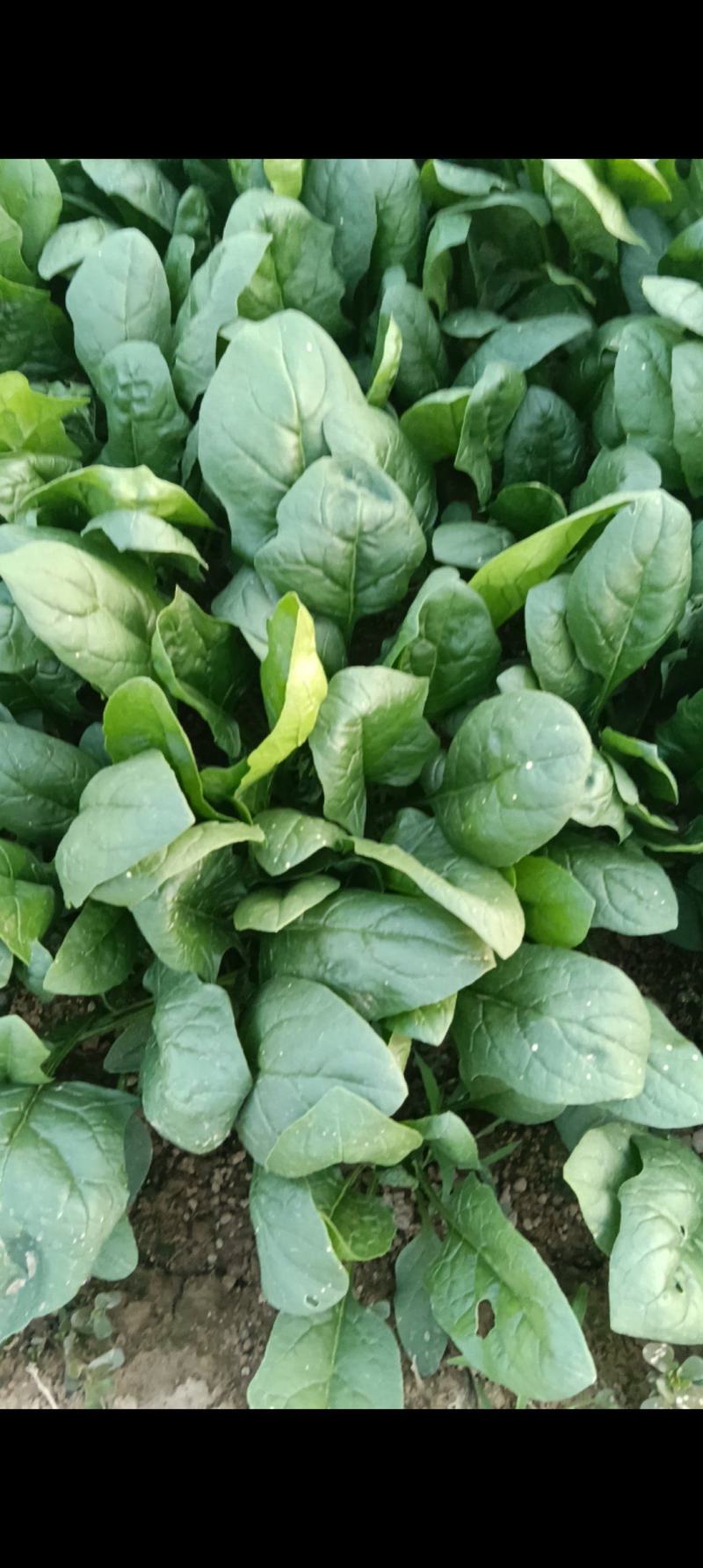 菠菜大量上市，需要的老板联系我