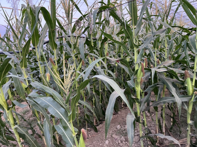 糯玉米大量批发