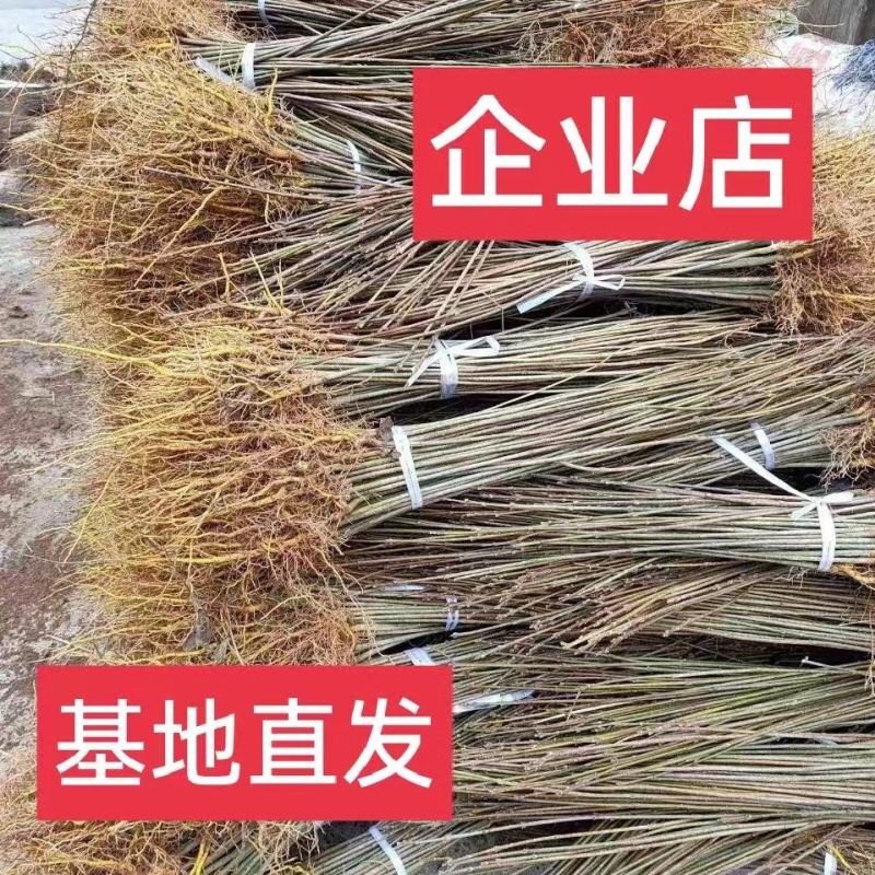 黄柏苗，厚皮黄柏苗，南北方都可以种植