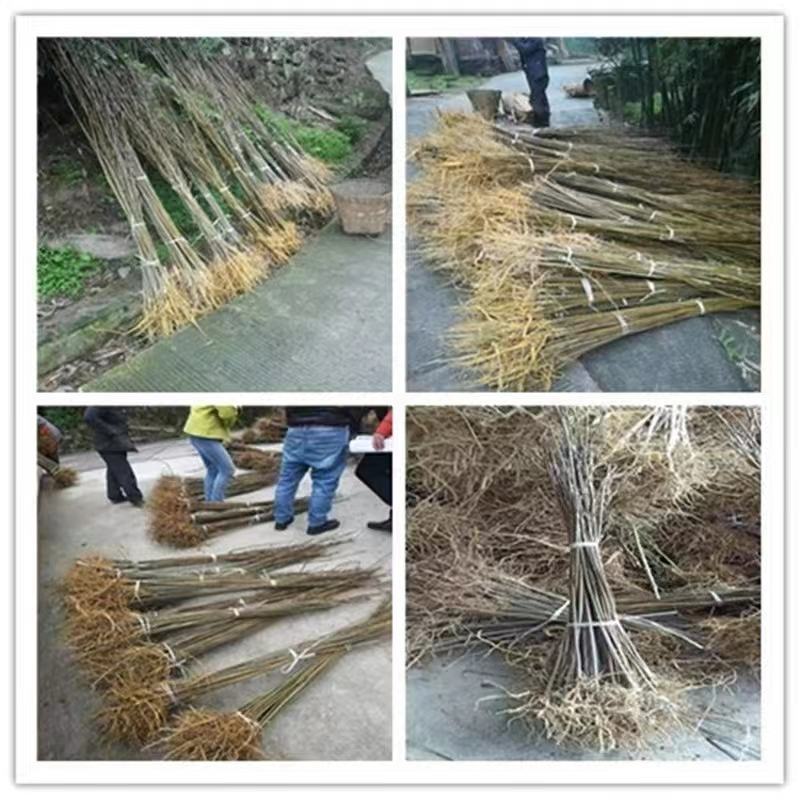 黄柏苗，厚皮黄柏苗，南北方都可以种植