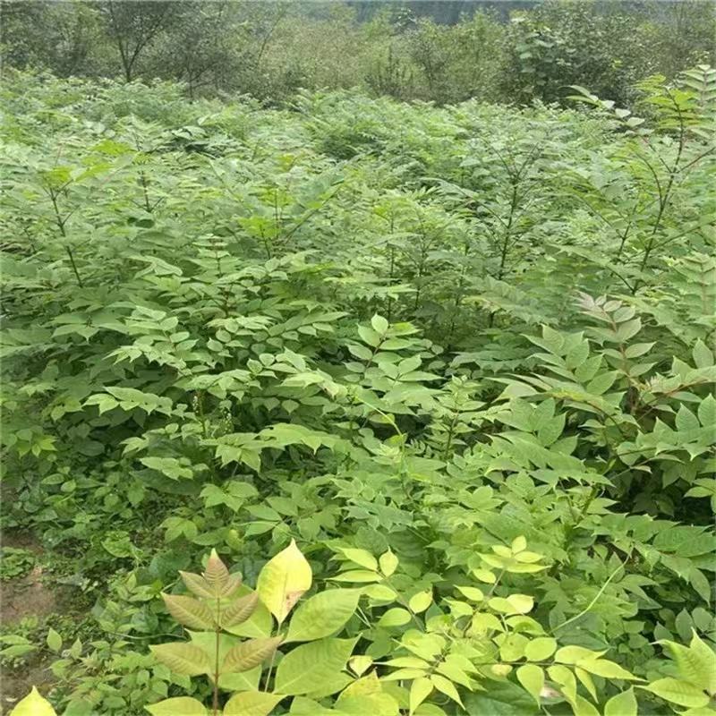 黄柏苗，厚皮黄柏苗，南北方都可以种植