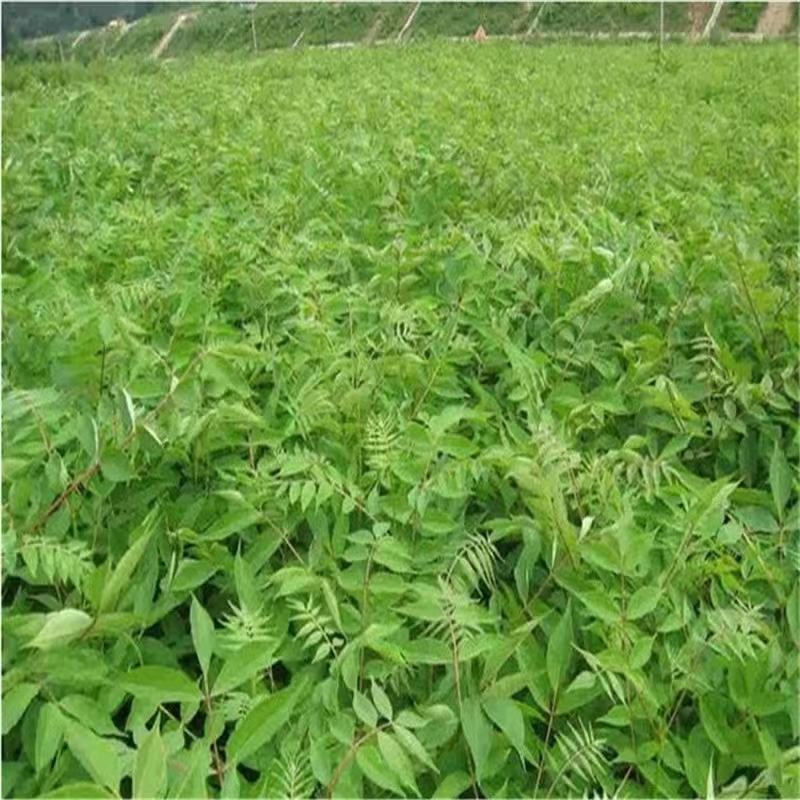 黄柏苗，厚皮黄柏苗，南北方都可以种植