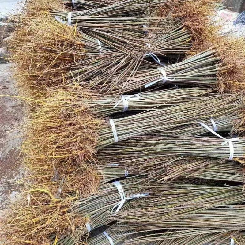 黄柏苗，厚皮黄柏苗，南北方都可以种植