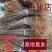 黄柏苗，厚皮黄柏苗，南北方都可以种植