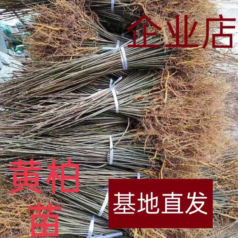 黄柏苗，厚皮黄柏苗，南北方都可以种植