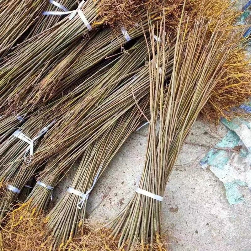 黄柏苗，厚皮黄柏苗，南北方都可以种植