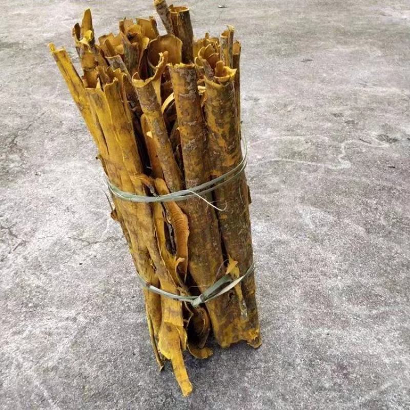 黄柏苗，厚皮黄柏苗，南北方都可以种植