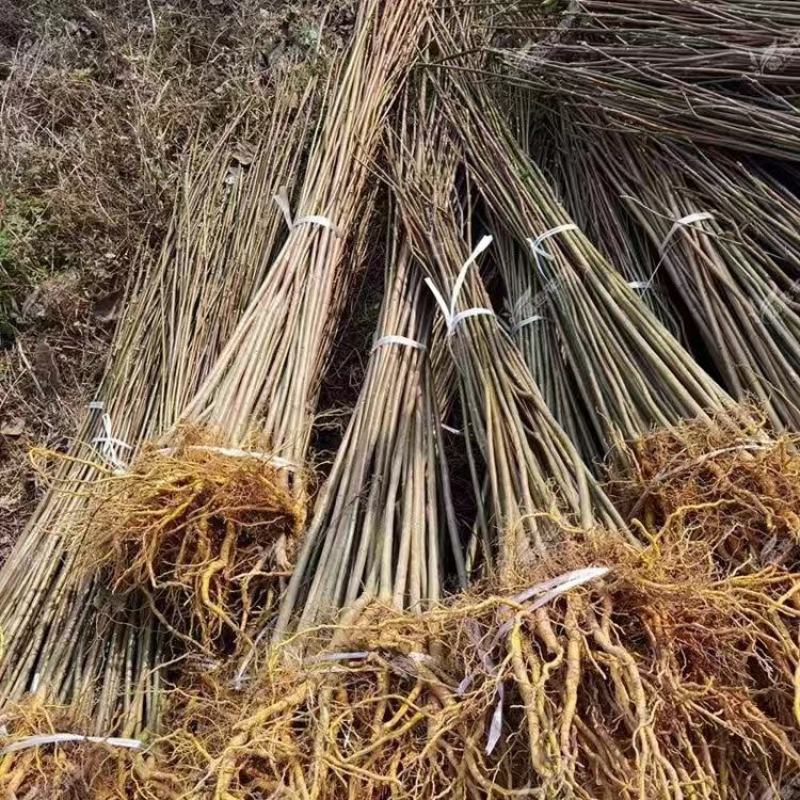 黄柏苗，厚皮黄柏苗，南北方都可以种植