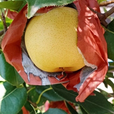 黄金梨精品果