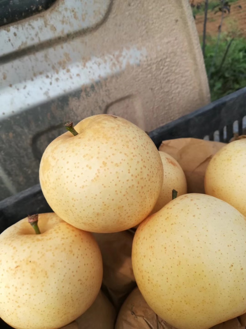 黄金梨精品果