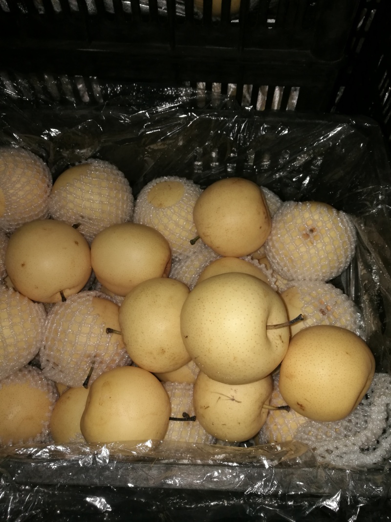 黄金梨精品果