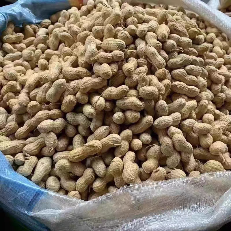 湖北花生花生果产地直发货源充足对接批发商商超