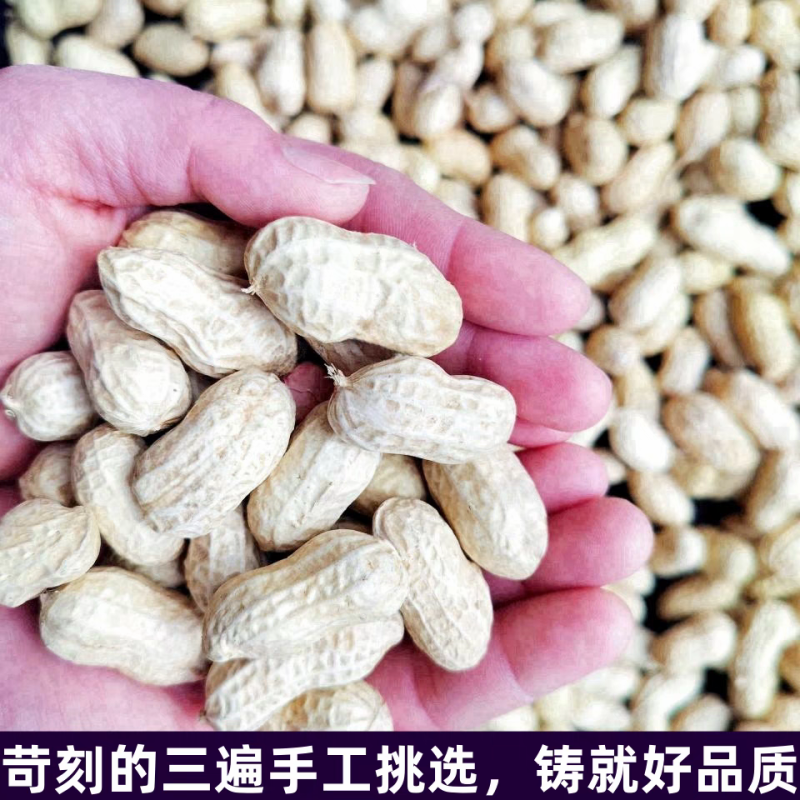 湖北花生花生果产地直发货源充足对接批发商商超